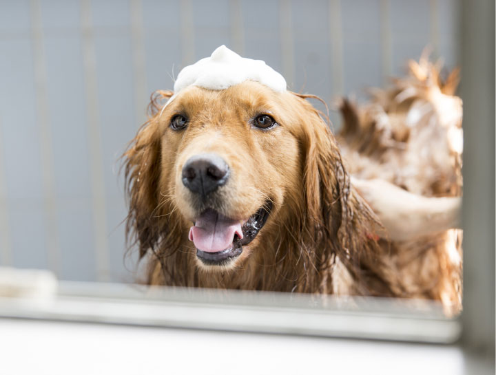 Pet Bathing